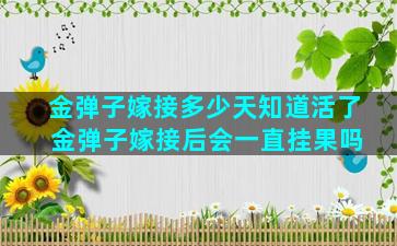 金弹子嫁接多少天知道活了 金弹子嫁接后会一直挂果吗